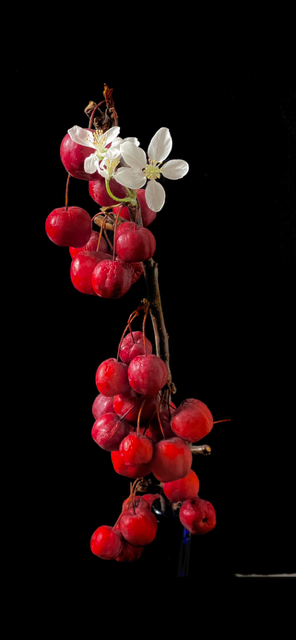 Zen.nl, Zen, meditatie, leren mediteren, foto